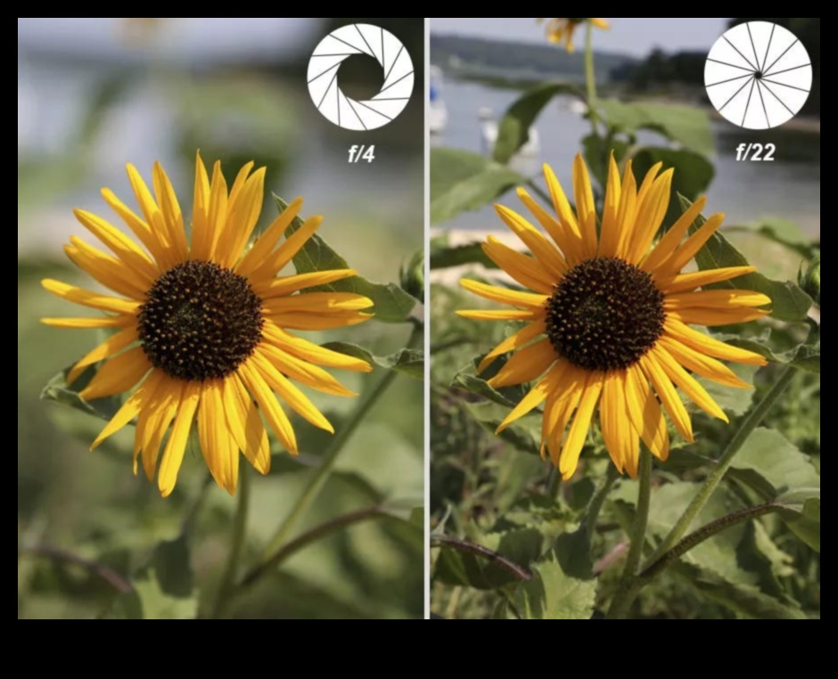 Aperture Aces: Uzman Fotoğrafçılık Eğitimi ile Yaratıcılığı Serbest Bırakın